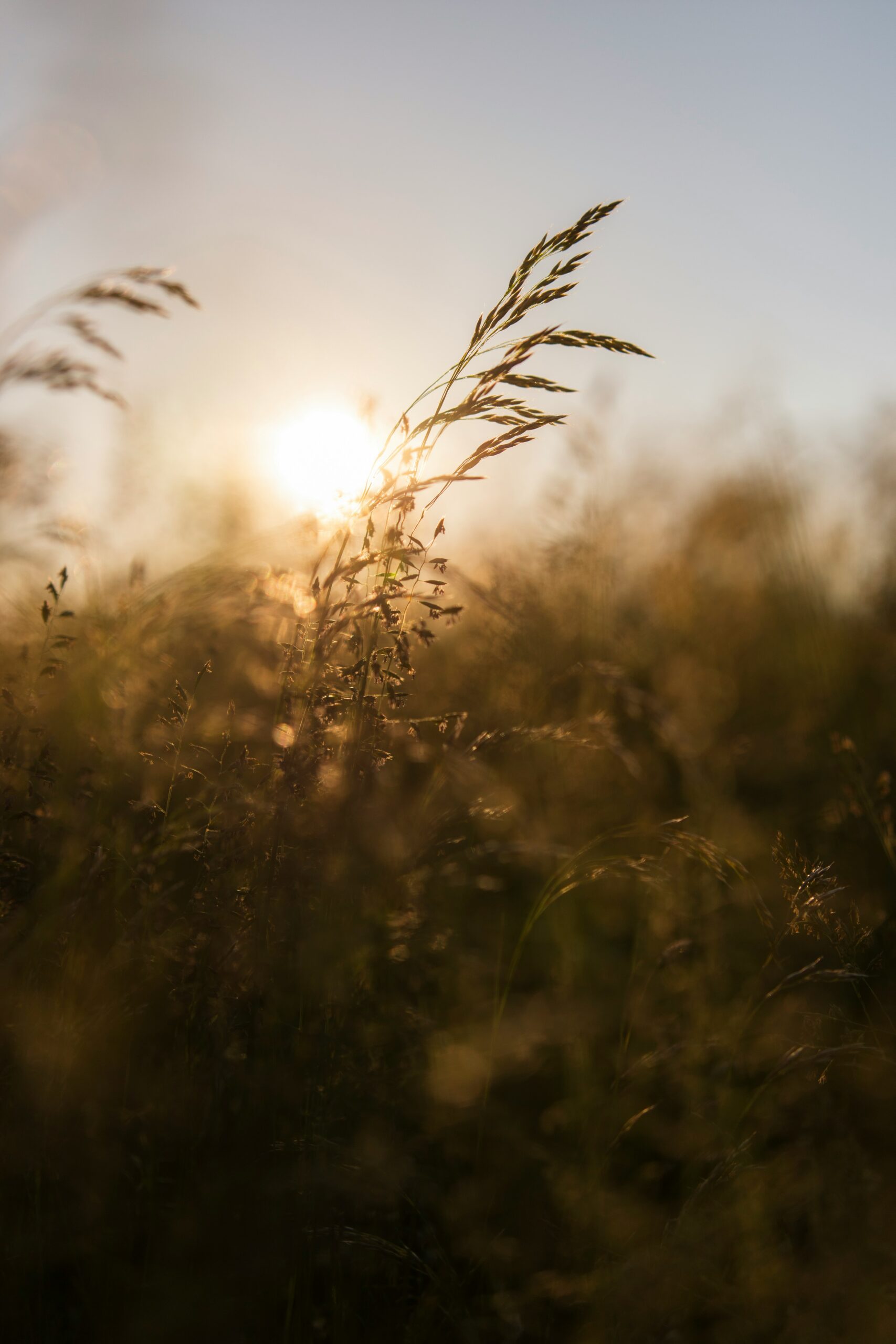 Gräser im goldenen Gegenlicht der untergehenden Sonne auf einer Wiese
